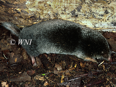 Hairy-tailed Mole (Parascalops breweri)